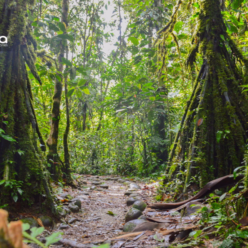 Camino hacia la cascada Hola vida