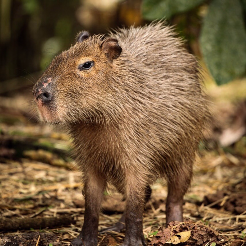 Capibara en la amazonia ecuatoriana