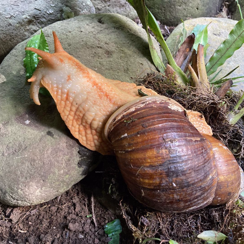 Caracol de tierra sobre una piedra
