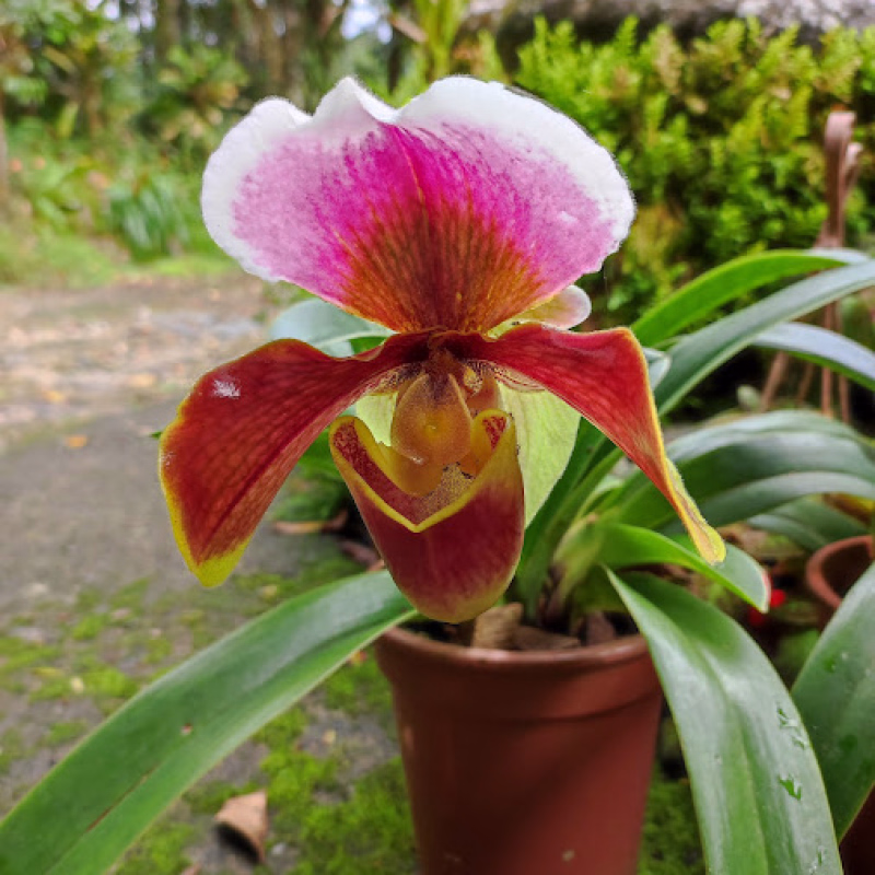 Orquídea con flor de color rosa