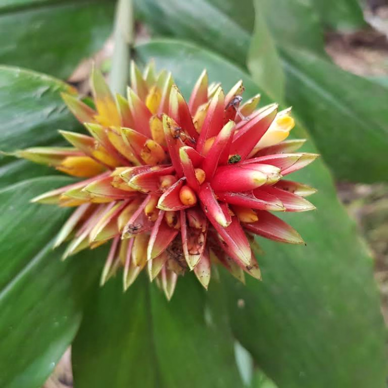 Orquideas nativas de la amazonia ecuatoriana