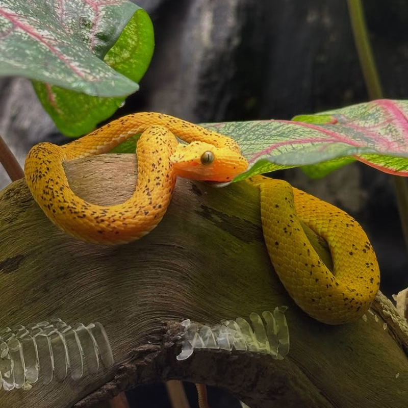 Serpiente color amarillo en una rama