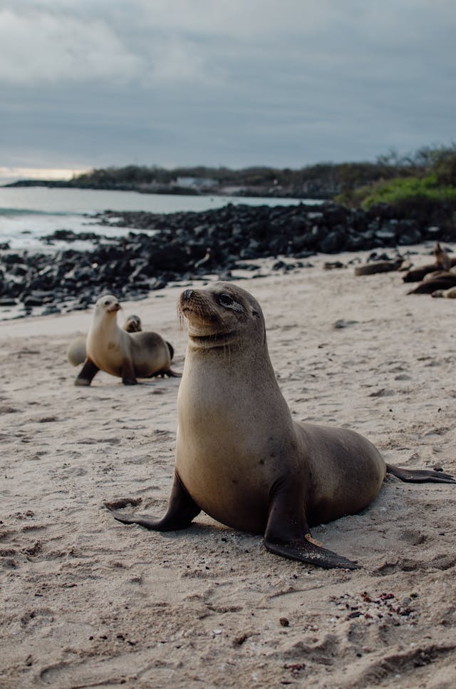 Biodiversidad de flora y fauna en la region Galápagos o Insular del Ecuador
