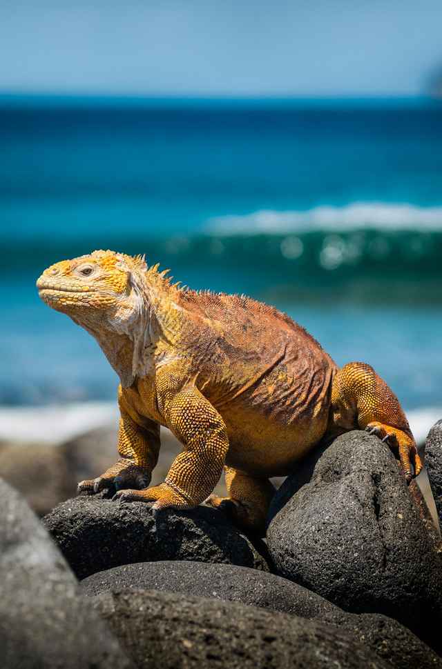 iguana marina region galapagos