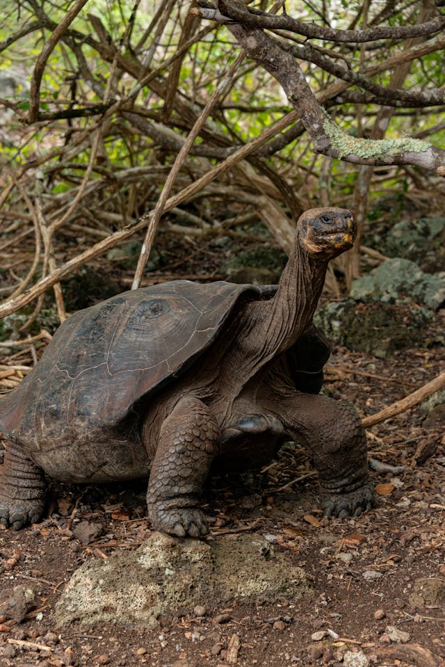 tortuga gigante grande islas galapagos